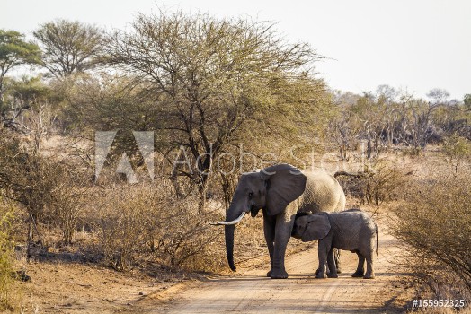 Picture of African bush elephant in Kruger National park South Africa